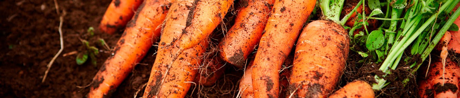 dyrkning af gulerødder dyrkning af gulerødder